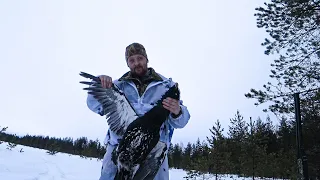ОХОТА НА ГЛУХАРЯ ЗИМОЙ | Capercaillie hunting in Russia #охота #hunt