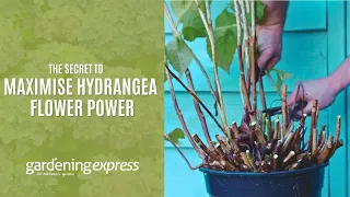 The Secret to Maximise Hydrangea Flower Power - Gardening Express