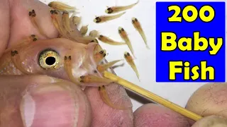 3 Maylandia Estherae cichlid fish gives birth to 200 baby fish 😍🐬👍🙏 #fish,