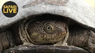 safariLIVE - Sunrise Safari - January 4, 2019 - Part 2