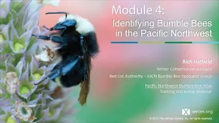 Pacific Northwest Bumble Bee Atlas Training: Module 4 -- Identifying Bumble Bees in the Pacific NW