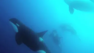 Scientists find new type of killer whale off Chile