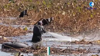 GLOBALink | Machines assist lotus root harvest in east China