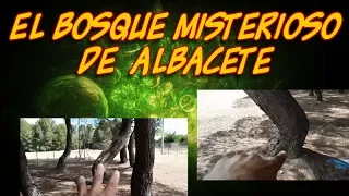 El bosque misterioso