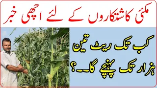 Maize price in Pakistan|Price of maize per mound|دو ہفتے بعد مکئی کا ریٹ کتنا ہونے والا ہے؟