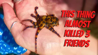 ANIMAL ENCOUNTERS That Will FREAK You Out