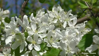 Snow-white blossoms for peace and tranquility.   Белоснежное цветение для умиротворения и покоя.