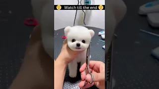 Funny dog 🤣 cute dog 😄 #1 #shorts