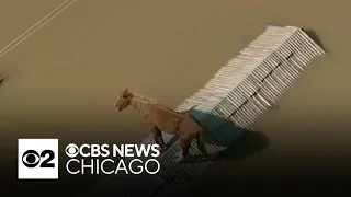 Horse gets stuck on roof amid floodwaters in Brazil
