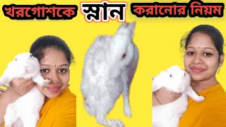 How To bath your #bunny #rabbit কিভাবে খরগোশকে স্নান করাবেন?খরগোশকে স্নান করানোর সঠিক নিয়ম #tuklu