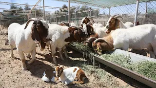 My Natural Farm of Chickens And Goats - A Closer Look at our Free-range Farm with Newborn Goat!