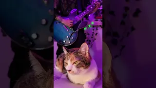 Sweet dreams with sleepy cat / marilyn manson / guitar cover  #shorts