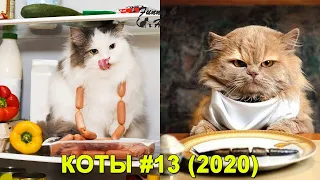 КОТЫ 2020   Смешные Кошки и Коты, Приколы c Котами и Кошками  Funny Cats