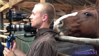 horse wants to be a movie star | лошадь хочет стать кинозвездой