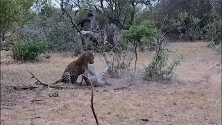 A big male leopard kills a young leopard
