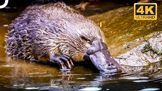 THE STRANGE WILDLIFE OF AUSTRALIA | Wildlife Documentary | 4K Animal Documentary