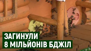 Через смерть 8 млн бджіл в Ужгороді Укрпошта посилює вимоги до таких перевезень