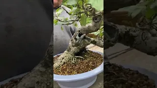 Wild Apple tree turned into bonsai🍎