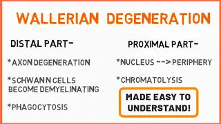 Wallerian Degeneration | Peripheral Neuropathy | Seddon's Classification | Nerve Muscle Physiology