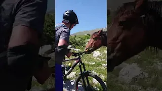 Horse attack MTBikers Sveto brdo Velebit