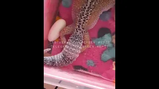 Эублефар делает кладку. Таинство появления новой жизни.. eublepharis leopardgecko