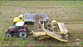 POTATO HARVEST - Digging Potatoes near Vincennes Indiana = Tillage and Cover Crop Planting