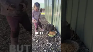 Toddler girl is talking to her dad and interacting with their rescued wombat!