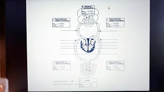 1ST2S Vidéo 8 le système respiratoire et les échanges gazeux