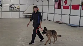 Koda on leash obedience 5-15-24 (GSD)