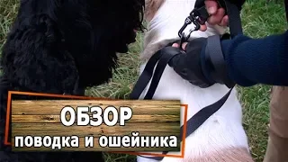 Обзор и тест поводка и ошейника COLLAR EVOLUTOR