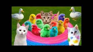 World Cute Chickens, Colorful Chickens, Rainbows Chickens, Cute Ducks, Cat, Rabbits,Cute Animals