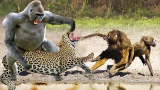 Angry Mother Baboon Tortures Leopard To Save Her Baby