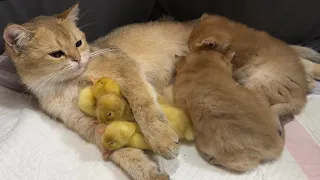 This strange cat mother is so funny and cute, the cat acts as a duck mother🤣.Cute kittens ducklings