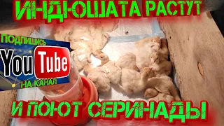 Индюшата растут и поют серинады!