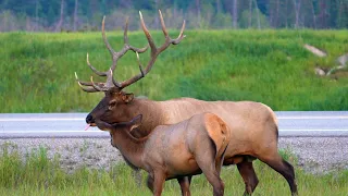 Huge Elk Bull Herding Cows in a Crowd During the Elk Rut