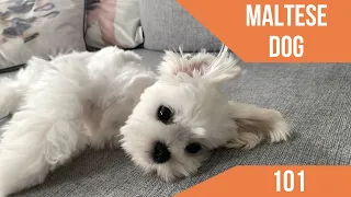 THE MALTESE DOG 101 🐶 CARE AND CHARACTERISTICS