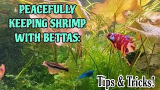 How to Peacefully Keep Betta Fish & Cherry Shrimp Together in the Same Tank. DEEP DIVE!