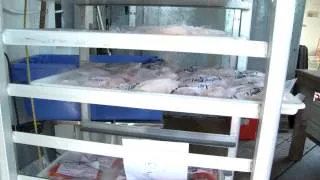 Angling Unlimited's Fish Processing