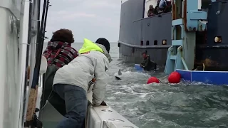 Tagging A 2,000-Pound Great White Shark