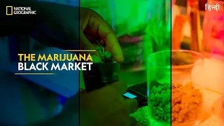 The Marijuana Black Market | Trafficked with Mariana Van Zeller | Full Episode | S02-E03 | हिन्दी