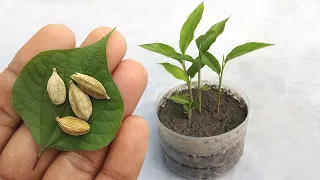 Grow cardamom from seeds | Grow Properly at home | Grow plants from seeds