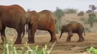 Injured baby elephant (Part 1)