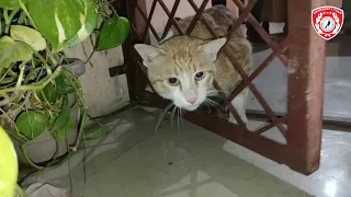 Rescue poor cat got stuck very badly on still