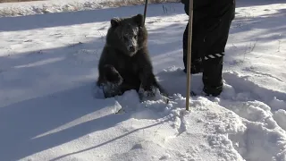 Bear Cub Plays in Snow for First Time at Finland Sanctuary