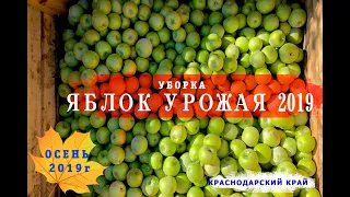 Гренни Смит. Уборка яблок, урожай 2019 Краснодарский край