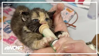 It's kitten season and Charlotte's shelter could use some help taking care of these cuties