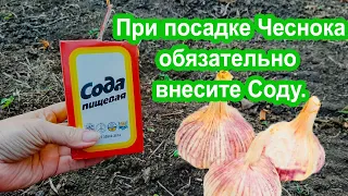 Сажаете чеснок Внесите в лунку Соду. Урожай ведрами головка чеснока с яблоко