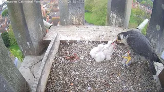 Worcester Cathedral Peregrines 28.04.2024 15:40