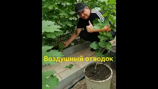 воздушный отводок- супер способ размножение винограда.