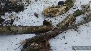 Bigfoot evidence/ Impressive Tree Breaks